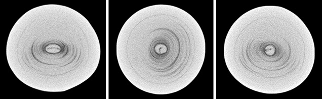 μ-CT slices in three directions of a natural P. maxima sample