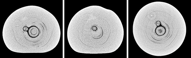 μ-CT slices in three directions of a natural P. maxima sample