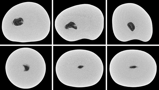 μ-CT slices in three directions of a natural P. maxima sample