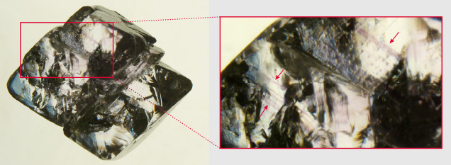 Immersion in methylene iodide revealed additional details. Immersion in methylene iodide revealed additional details.