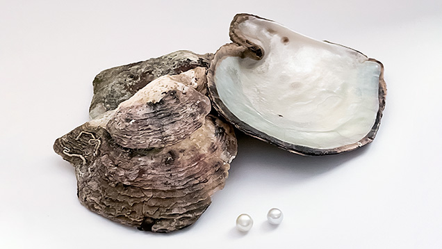 Figure 1. Two atypical bead cultured pearls recovered from Pinctada radiata mollusks from Abdulla Al Suwaidi’s farm in the UAE. Pearl A (left) weighs 0.87 ct, and pearl B (right) weighs 0.94 ct. Photo by Gaurav Bera.