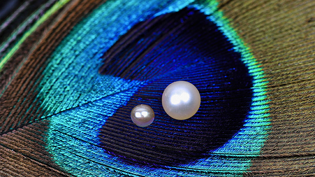 Figure 1. Two natural pearls recovered from Pinctada radiata mollusks by Bahraini divers, weighing 0.06 ct (pearl A, left) and 0.25 ct (pearl B, right). Photo by Gaurav Bera.