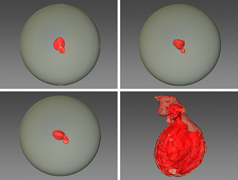 Figure 4. 3D images constructed from μ-CT scans of pearl B illustrate the morphology of the foraminifera test. Images by Emiko Yazawa.