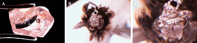 Figure 3. An inclusion-bearing pink superdeep diamond. The largest inclusion is a two-phase mixture dominated by colorless breyite (CaSiO3) and small spots of brown perovskite (CaTiO3), the latter circled in image C. The inclusion is surrounded by graphitized fractures that appear black. The original rough weight was 1.37 ct, before windows were polished to examine the inclusions. Photos by Evan M. Smith; fields of view 14.52 mm (A), 1.42 mm (B), and 0.50 mm (C). Figure 3. An inclusion-bearing pink superdeep diamond. The largest inclusion is a two-phase mixture dominated by colorless breyite (CaSiO3) and small spots of brown perovskite (CaTiO3), the latter circled in image C. The inclusion is surrounded by graphitized fractures that appear black. The original rough weight was 1.37 ct, before windows were polished to examine the inclusions. Photos by Evan M. Smith; fields of view 14.52 mm (A), 1.42 mm (B), and 0.50 mm (C).