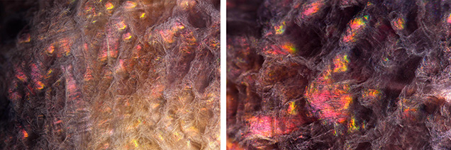 Figure 2. Left: The material exhibited iridescent patches in its wispy, fibrous-like structure, resembling a lava cave covered in spiderwebs. Right: The iridescence phenomenon changed as the angle of view shifted under fiber-optic illumination. Photomicrographs by Ravenya Atchalak; fields of view 3.60 mm (left) and 1.88 mm (right). Figure 2. Left: The material exhibited iridescent patches in its wispy, fibrous-like structure, resembling a lava cave covered in spiderwebs. Right: The iridescence phenomenon changed as the angle of view shifted under fiber-optic illumination. Photomicrographs by Ravenya Atchalak; fields of view 3.60 mm (left) and 1.88 mm (right).