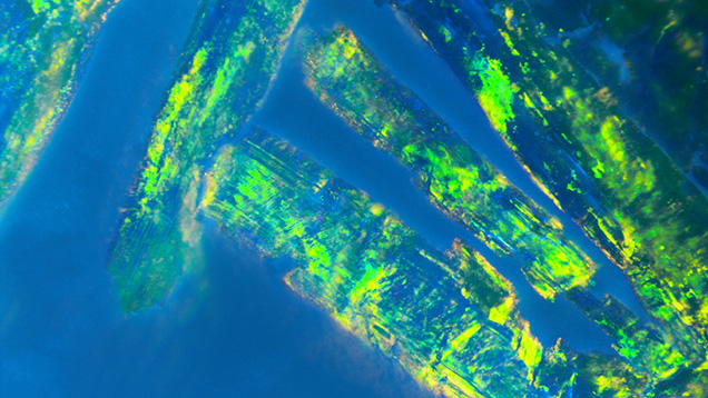 Figure 2. Unique blocky brush strokes of play-of-color in the Australian black opal. Photomicrograph by Jessa Rizzo; field of view 7.19 mm. Figure 2. Unique blocky brush strokes of play-of-color in the Australian black opal. Photomicrograph by Jessa Rizzo; field of view 7.19 mm.
