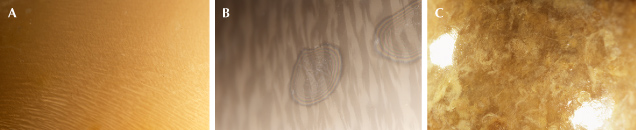 Figure 3. Characteristic surface patterns observed on representative pearls produced from Cassis species in the necklace layout. A: Overlapping long, slender flame structures. B: Iridescent concentric rings observed slightly below the surface. C: Mottled surface structure with irregular streaks and patches. Photomicrographs by Kwanreun Lawanwong; fields of view 4.80 mm (A and C) and 2.88 mm (B). Figure 3. Characteristic surface patterns observed on representative pearls produced from Cassis species in the necklace layout. A: Overlapping long, slender flame structures. B: Iridescent concentric rings observed slightly below the surface. C: Mottled surface structure with irregular streaks and patches. Photomicrographs by Kwanreun Lawanwong; fields of view 4.80 mm (A and C) and 2.88 mm (B).