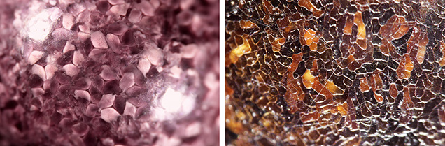 Figure 4. Characteristic non-nacreous surface patterns observed on representative pearls produced from different mollusk species in the necklace layout. Left: Segmented patchwork of cells on a lion’s paw scallop pearl (Nodipecten species). Right: Cellular structure and surface cracks on a pen pearl (Pinnidae family). Photomicrographs by Kwanreun Lawanwong; fields of view 7.20 mm (left) and 1.80 mm (right). Figure 4. Characteristic non-nacreous surface patterns observed on representative pearls produced from different mollusk species in the necklace layout. Left: Segmented patchwork of cells on a lion’s paw scallop pearl (Nodipecten species). Right: Cellular structure and surface cracks on a pen pearl (Pinnidae family). Photomicrographs by Kwanreun Lawanwong; fields of view 7.20 mm (left) and 1.80 mm (right).