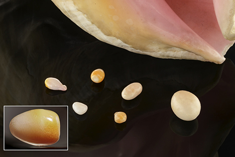 Six of the eight studied nonbead-cultured pearls. Six of the eight studied nonbead-cultured pearls.