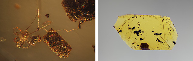 SU15-Micro-World-fig1-Comp_185226-636x201.jpg. Amber showing mite inclusion under shadowed transmitted and fiber-optic illumination.