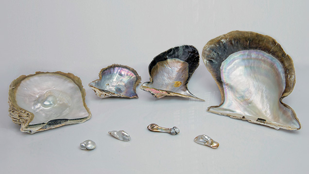 Four blisters alongside shells.