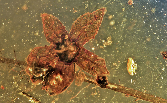 Tropidogyne flower in amber Tropidogyne flower in amber