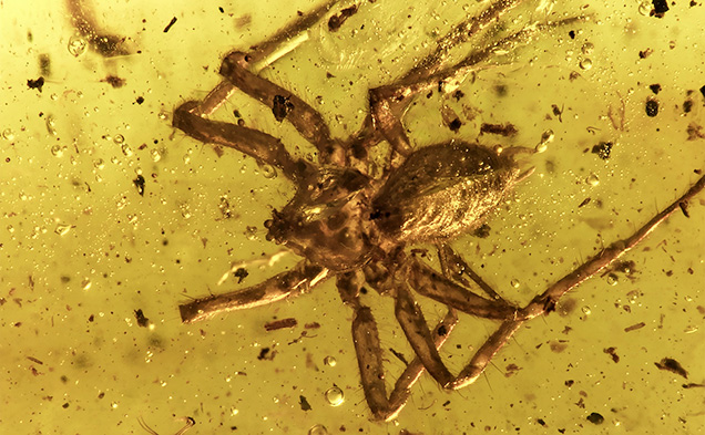 Spider trapped in amber Spider trapped in amber