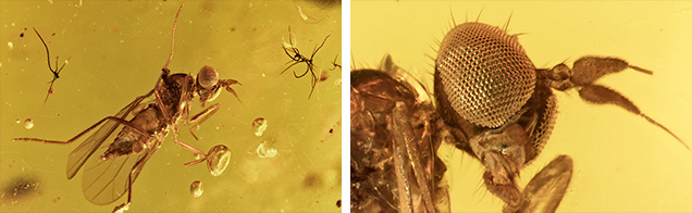Fly in amber Fly in amber