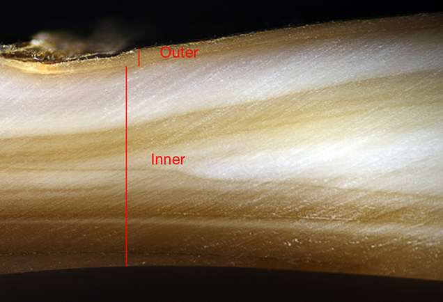 Layers of Hyriopsis hybrid shell from Lake Kasumigaura