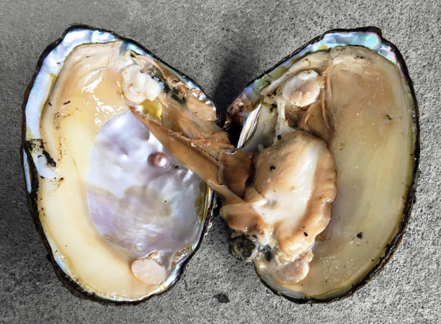 Pearl and shell from Hyriopsis schlegeli × Hyriopsis cumingii hybrid