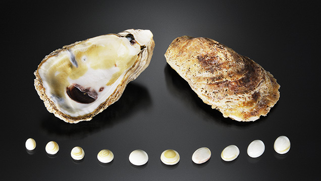 Shells cut into cabochons, along with an intact shell. Shells cut into cabochons, along with an intact shell.
