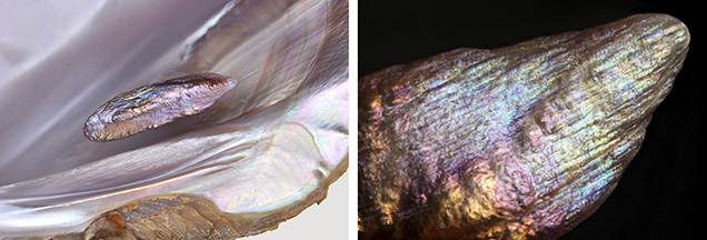 Iridescent surface colors of a pearl and shell. Iridescent surface colors of a pearl and shell.