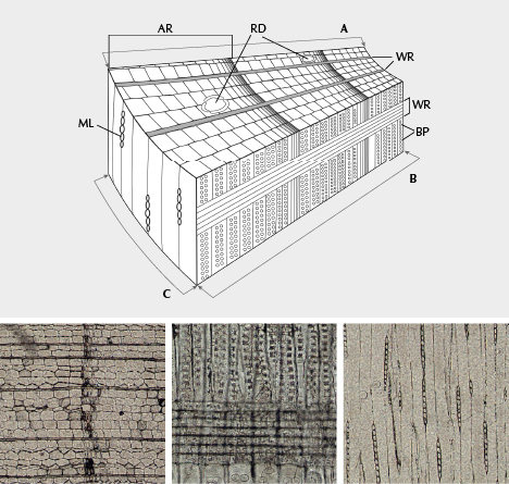 Schematic cross section of a tree trunk and photomicrographs of petrified woods. Schematic cross section of a tree trunk and photomicrographs of petrified woods.
