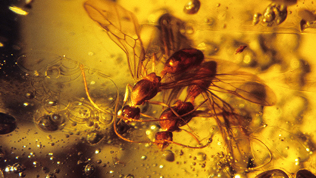 Insect inclusions in amber provide clues to geological origins. Insect inclusions in amber provide clues to geological origins.
