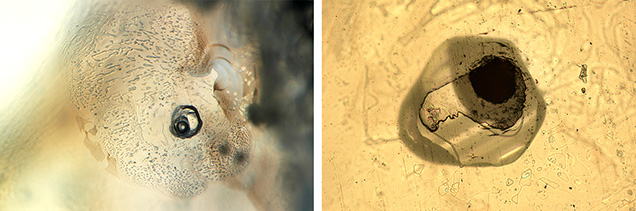 Glassy melt inclusion in Montana sapphire began as fluid magma that quenched to a glass upon cooling. Glassy melt inclusion in Montana sapphire began as fluid magma that quenched to a glass upon cooling.
