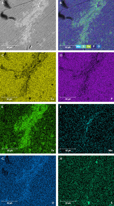 Figure 11. Element maps from EDS data showing iron oxide mainly crystallized on the surface of sample MI-8. The BSE image (A) and an integrated element distribution map (B). EDS mapping of calcium (C), phosphorus (D), iron (E), manganese (F), oxygen (G), and sulfur (H).