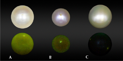 Figure 3. X-ray fluorescence reaction comparison for a freshwater non-bead cultured pearl (A), a saltwater bead cultured pearl with thin to medium nacre thickness (B), and the examined pearl with relatively thick nacre (C). Photos by Gaurav Bera. Figure 3. X-ray fluorescence reaction comparison for a freshwater non-bead cultured pearl (A), a saltwater bead cultured pearl with thin to medium nacre thickness (B), and the examined pearl with relatively thick nacre (C). Photos by Gaurav Bera.