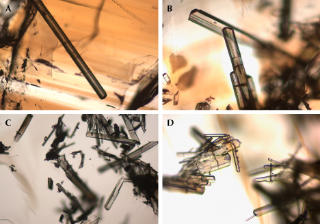 Figure 10. Internal features of Yunling cassiterite: an elongated tourmaline crystal in sample C-G8 (A) and clusters of tourmaline inclusions in samples C-G17 (B) and C-G16 (C and D). Photomicrographs by Wenqing Huang; fields of view 1.23 mm (A–C) and 0.6 mm (D). Figure 10. Internal features of Yunling cassiterite: an elongated tourmaline crystal in sample C-G8 (A) and clusters of tourmaline inclusions in samples C-G17 (B) and C-G16 (C and D). Photomicrographs by Wenqing Huang; fields of view 1.23 mm (A–C) and 0.6 mm (D).
