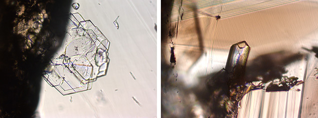 Figure 12. Internal features of Yunling cassiterite. Left: In sample C-G19, beryl inclusions showing a platy morphology. Right: A beryl inclusion occurring as a prismatic crystal in sample C-G21. Photomicrographs by Wenqing Huang; field of view 0.56 mm. Figure 12. Internal features of Yunling cassiterite. Left: In sample C-G19, beryl inclusions showing a platy morphology. Right: A beryl inclusion occurring as a prismatic crystal in sample C-G21. Photomicrographs by Wenqing Huang; field of view 0.56 mm.