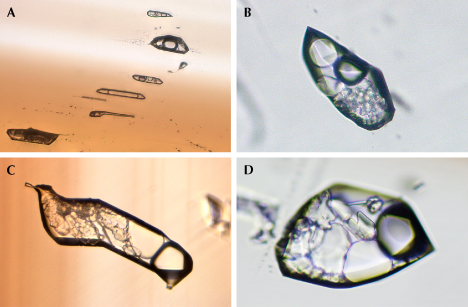 Figure 18. Multiphase, multi-solid inclusions were occasionally encountered, either in healed fractures (A, sample C-G7) or as isolated inclusions (B and D, sample C-G6; C, sample C-G8). Image A was taken using transmitted light and enhanced by focus stacking techniques. Photomicrographs by Wenqing Huang; fields of view 0.49 mm (A), 0.15 mm (B), 0.18 mm (C), and 0.14 mm (D). Figure 18. Multiphase, multi-solid inclusions were occasionally encountered, either in healed fractures (A, sample C-G7) or as isolated inclusions (B and D, sample C-G6; C, sample C-G8). Image A was taken using transmitted light and enhanced by focus stacking techniques. Photomicrographs by Wenqing Huang; fields of view 0.49 mm (A), 0.15 mm (B), 0.18 mm (C), and 0.14 mm (D).