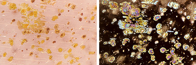 Figure 2. Left: The yellow color of the inclusions can be seen with brightfield illumination, with those having a copper core appearing dark in the center. Right: The same view with reflected light shows the metallic luster of both the pyritic inclusions and the copper. Photomicrographs by Rosie Young; field of view 1.26 mm.