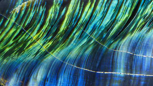 Figure 2. An iridescence on the cross-section surfaces of a hinge ligament fragment from the South Sea pearl oyster. Photomicrograph by Nathan Renfro; field of view 3.60 mm. Figure 2. An iridescence on the cross-section surfaces of a hinge ligament fragment from the South Sea pearl oyster. Photomicrograph by Nathan Renfro; field of view 3.60 mm.