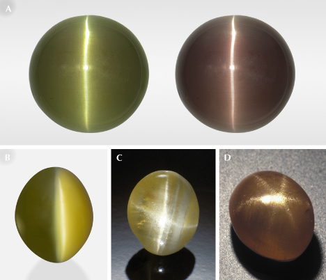 Figure 12. A: A 21.22 ct cat’s-eye alexandrite under fluorescent light (left) and incandescent light (right). B: A 5.39 ct cat’s-eye chrysoberyl displaying a “milk-and-honey” effect; courtesy of Tim Roark, Inc. C: A 1.54 ct four-rayed star chrysoberyl from Sri Lanka. D: A 2.29 ct natural six-rayed star chrysoberyl. Photos by Shunsuke Nagai (A), Orasa Weldon (B), Robert Weldon (C), and Maha Tannous (D).