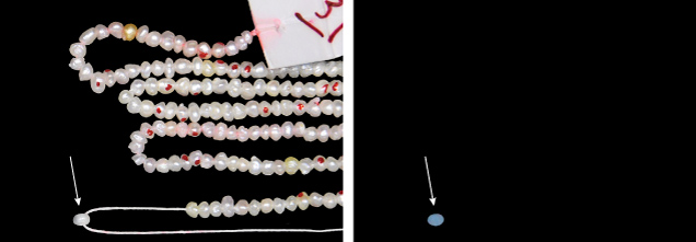 Figure 2. Left: The imitation pearl (marked with arrow) in the strand appearing similar to other pearls. Right: When exposed to X-ray fluorescence, it exhibits a blue reaction, while the remaining pearls are inert. Images by Karan Rajguru. Figure 2. Left: The imitation pearl (marked with arrow) in the strand appearing similar to other pearls. Right: When exposed to X-ray fluorescence, it exhibits a blue reaction, while the remaining pearls are inert. Images by Karan Rajguru.