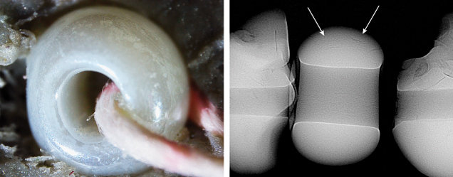 Figure 3. Left: Extremely large drill hole and surface showing liquid-like remnants; field of view 1.6 mm. Right: RTX image revealing arcs in the imitation pearl (indicated by arrows) similar to those of two adjacent natural pearls. Images by Karan Rajguru. Figure 3. Left: Extremely large drill hole and surface showing liquid-like remnants; field of view 1.6 mm. Right: RTX image revealing arcs in the imitation pearl (indicated by arrows) similar to those of two adjacent natural pearls. Images by Karan Rajguru.