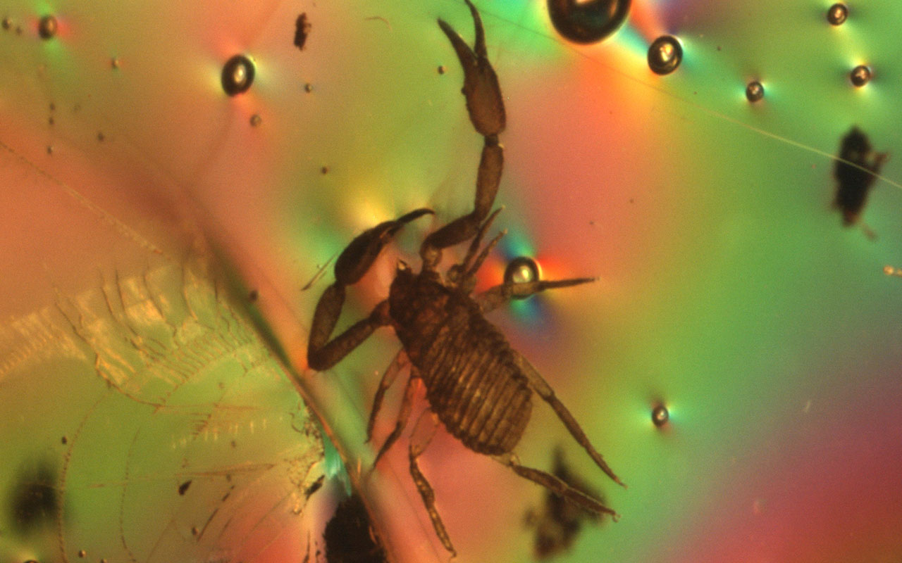Slide-5_Pseudoscorpion-in-Amber-20x-pol_1280x800.jpg. 永遠の命は風変わりな形で達成されました – カニムシは琥珀/こはく（アンバー）の中で永久に保護されます。 これらの小さなハンターは3億5千万年の間生き残り続けていますが、この一匹は思いもよらない敵の手「木の樹脂」にかかってしまいました。 拡大20倍。