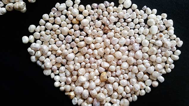 Natural pearls from the same supplier in relatively good condition. Natural pearls from the same supplier in relatively good condition.