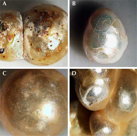 Signs of aging and damage in pearls. Signs of aging and damage in pearls.