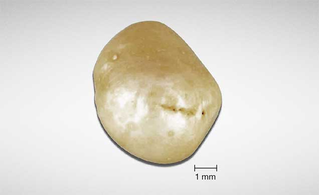 A small natural pearl used in an AMS experiment A small natural pearl used in an AMS experiment