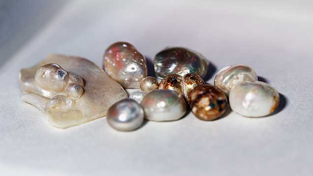 Pearl samples used in carbon dating experiments. Pearl samples used in carbon dating experiments.