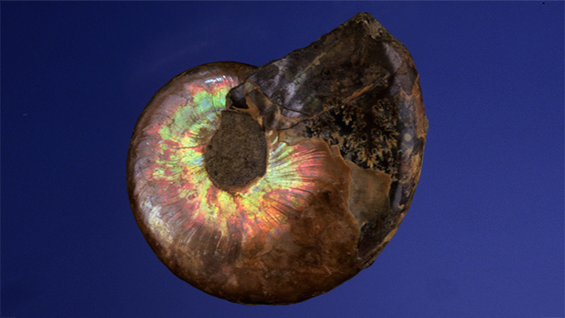 Ammolite VRL23128 Ammonite Shell Ammolite VRL23128 Ammonite Shell
