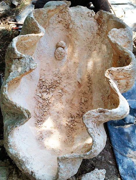 Fossilized pearls attached to their host shell. Fossilized pearls attached to their host shell.