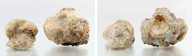 W15-LN-figure-13-Comp_194249-636x187.jpg. Fossilized pearls after removal from host shell.