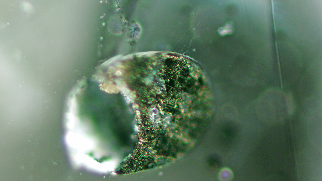 W15-Zwaan-fig14_194382-636x358.jpg. Chalcopyrite grains in alluvial Montana sapphire