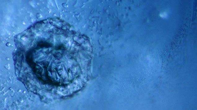 W15-Zwaan-fig6_194399-636x358.jpg. Negative crystals in a blue Montana sapphire