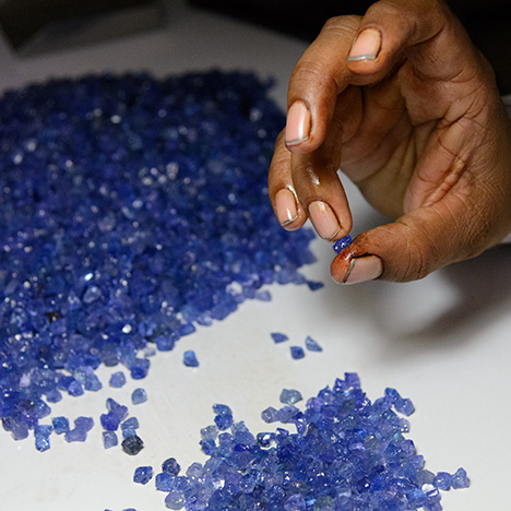 Rough sorting of tanzanite at RMC Rough sorting of tanzanite at RMC