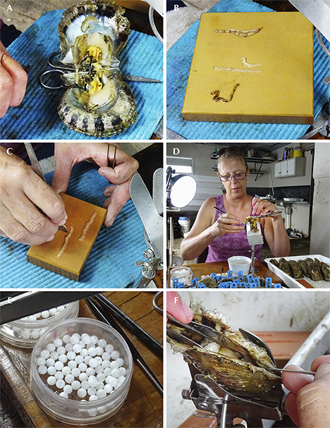 Steps involved in seeding Australian akoya pearls Steps involved in seeding Australian akoya pearls
