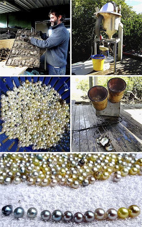 Steps in harvesting Australian akoya pearls Steps in harvesting Australian akoya pearls