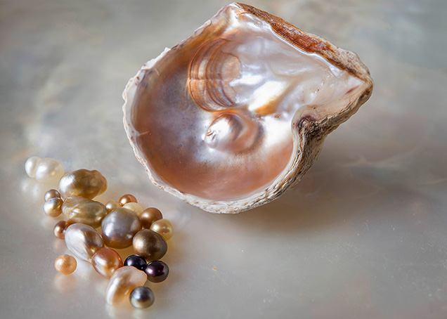 Pinctada maculata pearls and mollusk shell Pinctada maculata pearls and mollusk shell