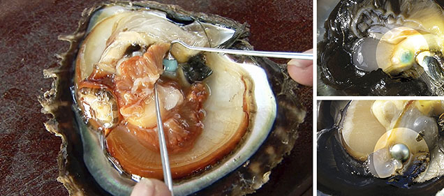 Figure 12. A Galatea Pearl begins with a gem bead nucleus implanted in the gonad area of the mollusk, a procedure similar to that using a traditional shell bead nucleus. This series of photos shows the progression from inserting a synthetic turquoise bead (left) to a finished Tahitian bead cultured pearl with the synthetic turquoise as a nucleus (bottom right). Courtesy of Chi Huynh.